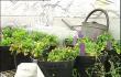 Dépollution: l'ULg étudie des plantes